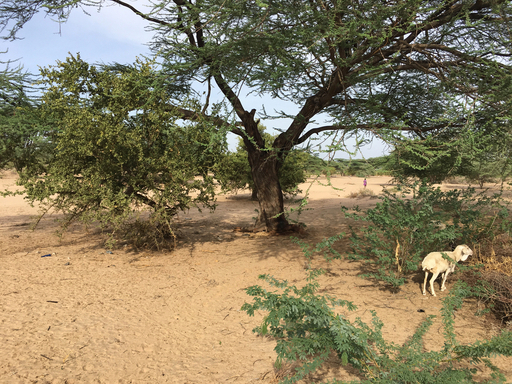 Lokapararai Tree