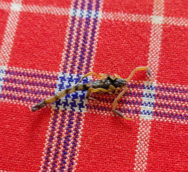 Scorpion2