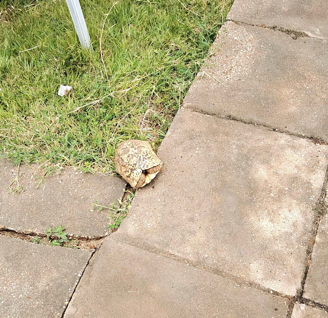 Tortise