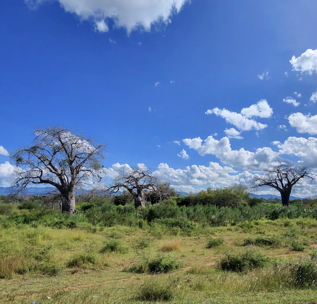 Baobab3